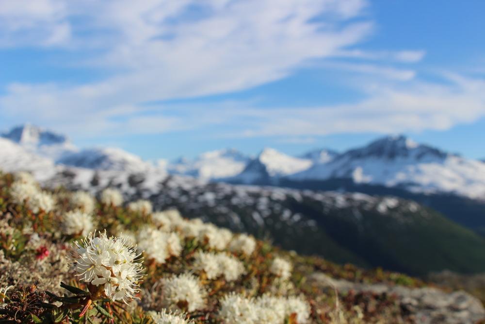 Glacier Hotel バルディーズ エクステリア 写真